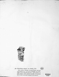 Tubercularia vulgaris image